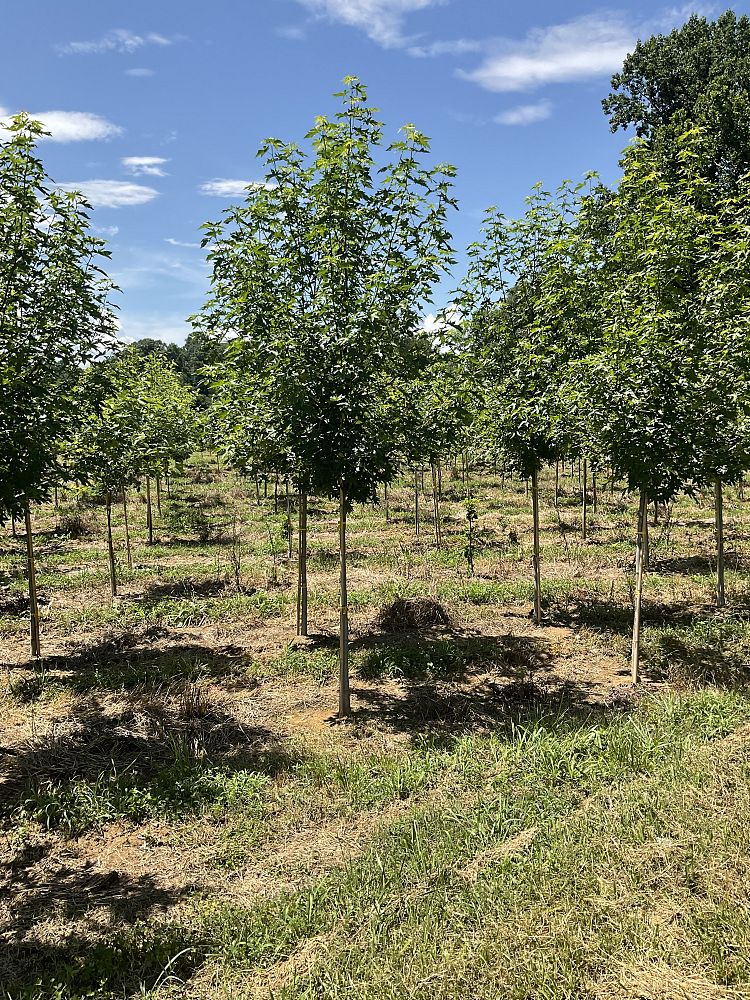 liquidambar-styraciflua-ward-american-sweetgum-cherokee