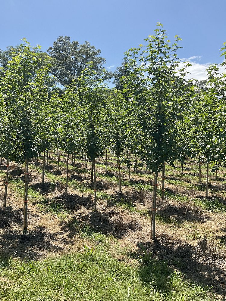 liquidambar-styraciflua-ward-american-sweetgum-cherokee