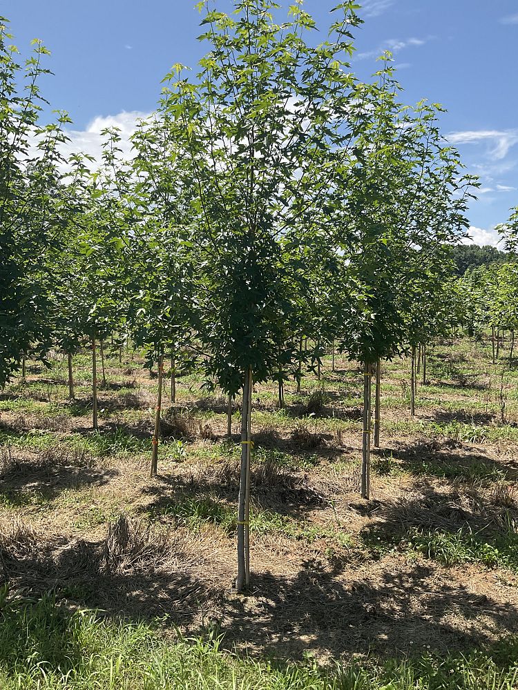liquidambar-styraciflua-ward-american-sweetgum-cherokee