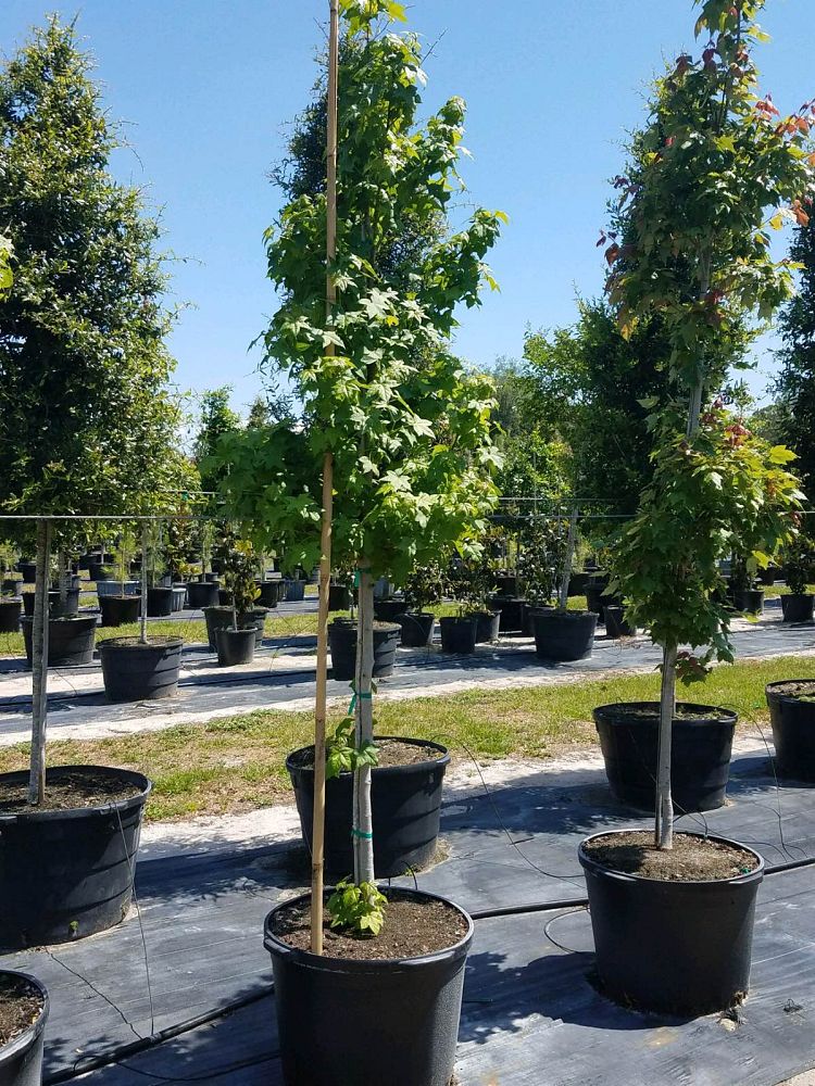 liquidambar-sweetgum