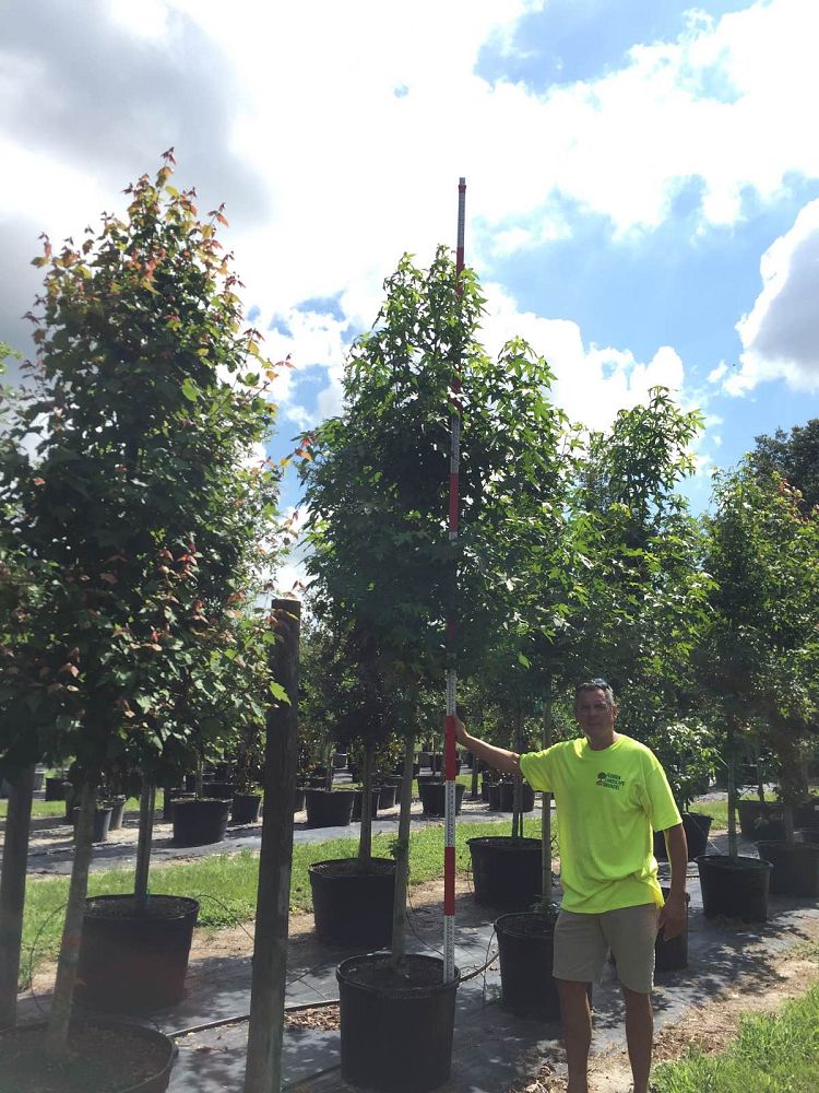 liquidambar-sweetgum