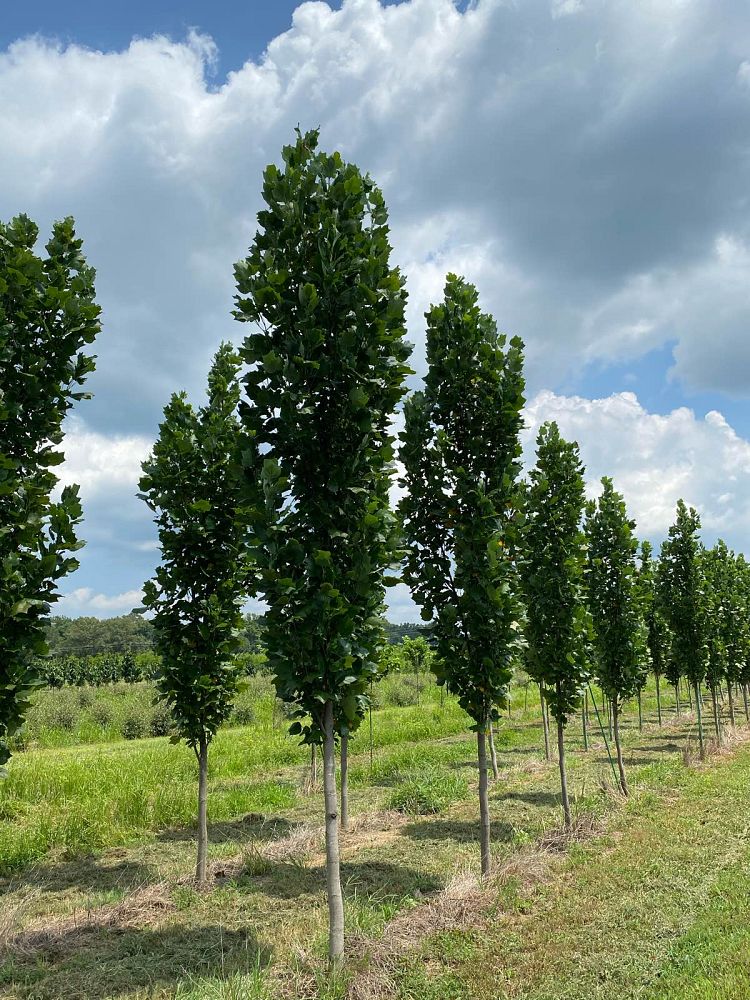liriodendron-tulipifera-fastigiata-tulip-poplar-tree-arnold-yellow-poplar