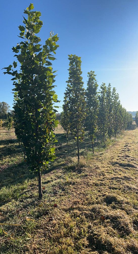 liriodendron-tulipifera-fastigiata-tulip-poplar-tree-arnold-yellow-poplar