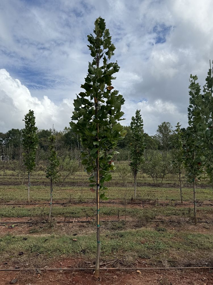 liriodendron-tulipifera-fastigiata-tulip-poplar-tree-arnold-yellow-poplar