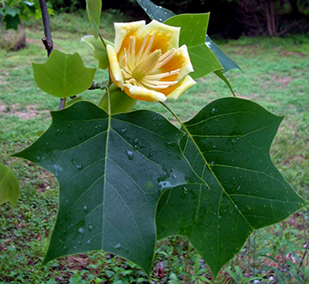 liriodendron-tulipifera-jfs-oz-emerald-city-reg-tulip-tree