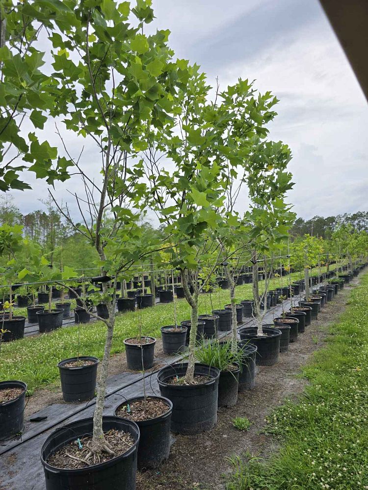 liriodendron-tulipifera-little-volunteer-tulip-poplar-tree-yellow-poplar