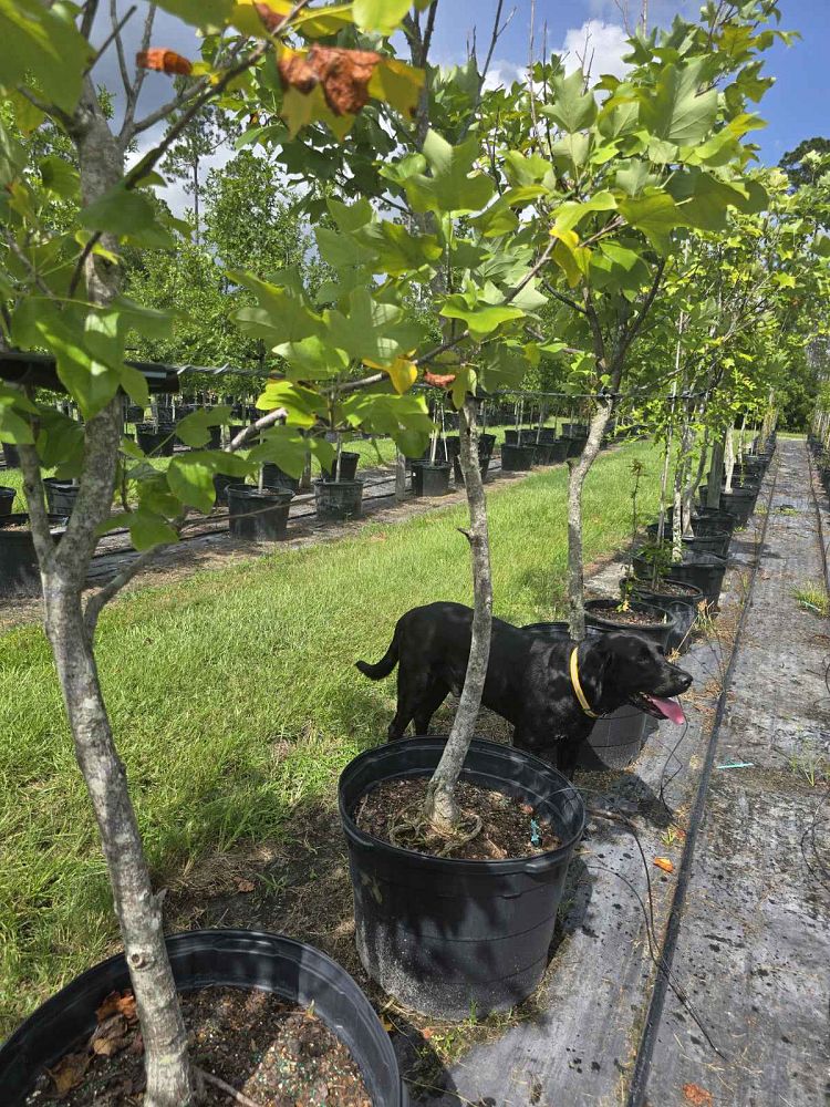liriodendron-tulipifera-little-volunteer-tulip-poplar-tree-yellow-poplar