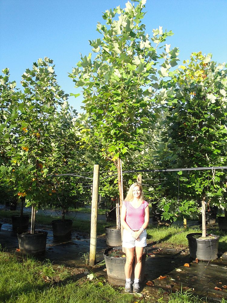 liriodendron-tulipifera-tulip-poplar-tree-yellow-poplar