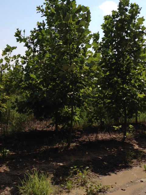 liriodendron-tulipifera-tulip-poplar-tree-yellow-poplar