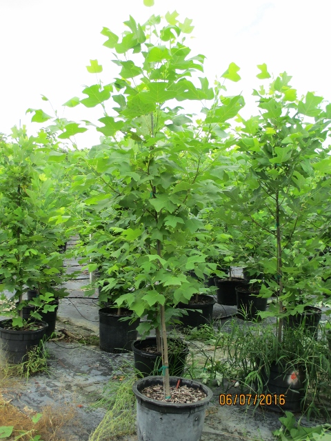liriodendron-tulipifera-tulip-poplar-tree-yellow-poplar