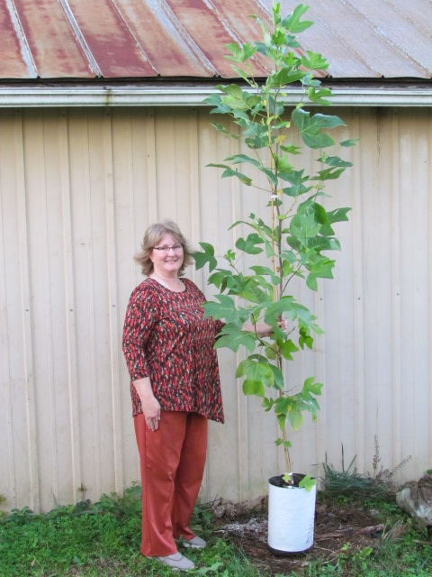 liriodendron-tulipifera-tulip-poplar-tree-yellow-poplar