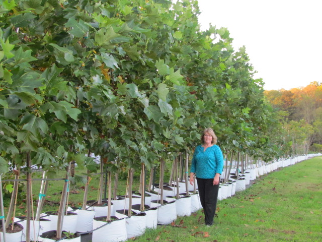 liriodendron-tulipifera-tulip-poplar-tree-yellow-poplar