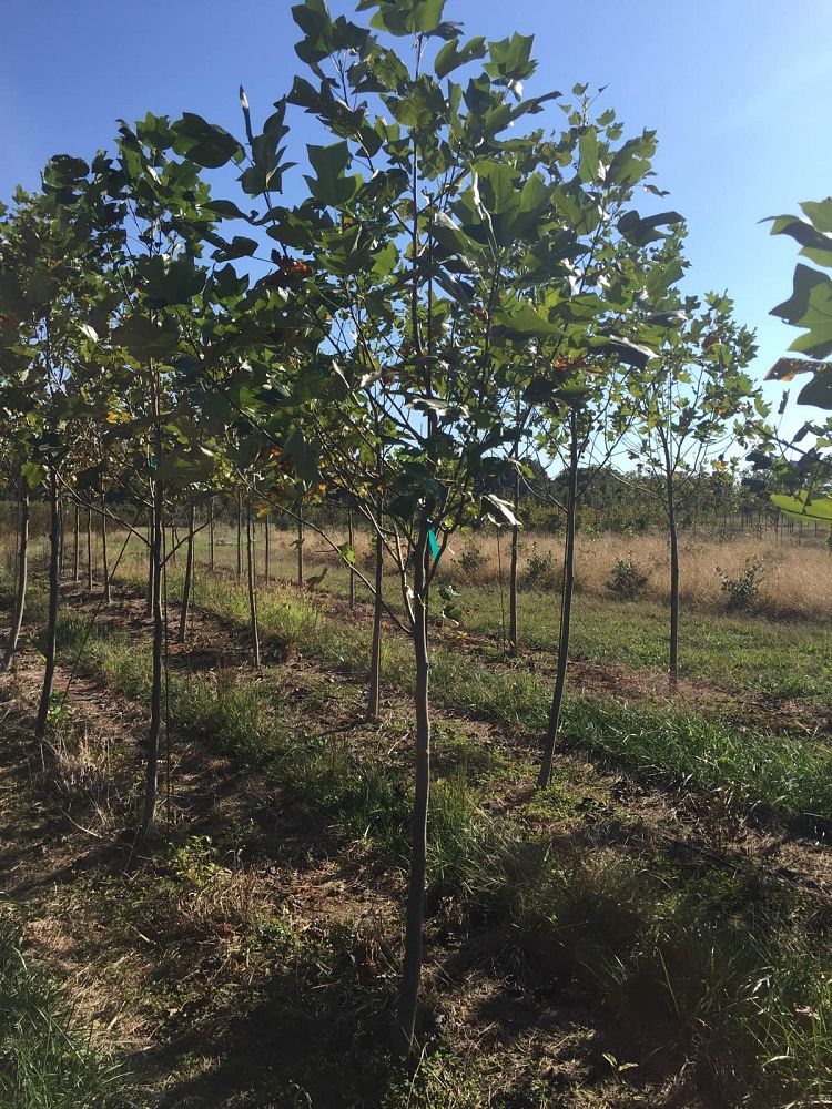 liriodendron-tulipifera-tulip-poplar-tree-yellow-poplar
