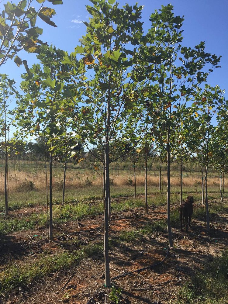 liriodendron-tulipifera-tulip-poplar-tree-yellow-poplar