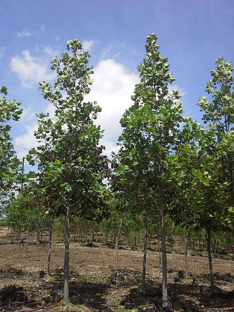 liriodendron-tulipifera-tulip-poplar-tree-yellow-poplar