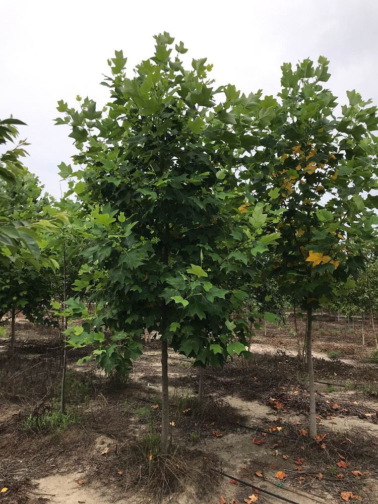 liriodendron-tulipifera-tulip-poplar-tree-yellow-poplar