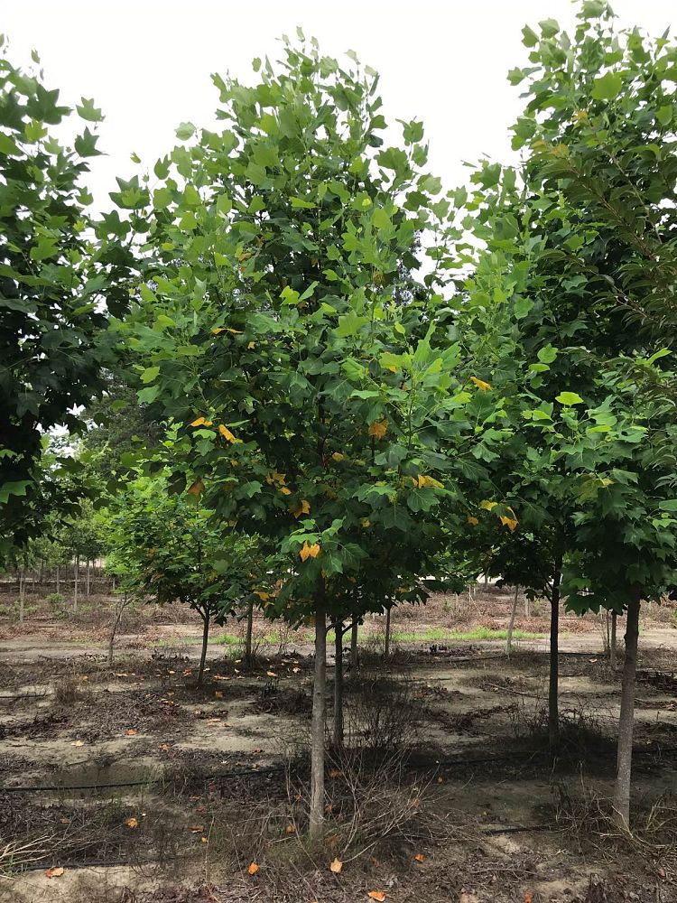 liriodendron-tulipifera-tulip-poplar-tree-yellow-poplar