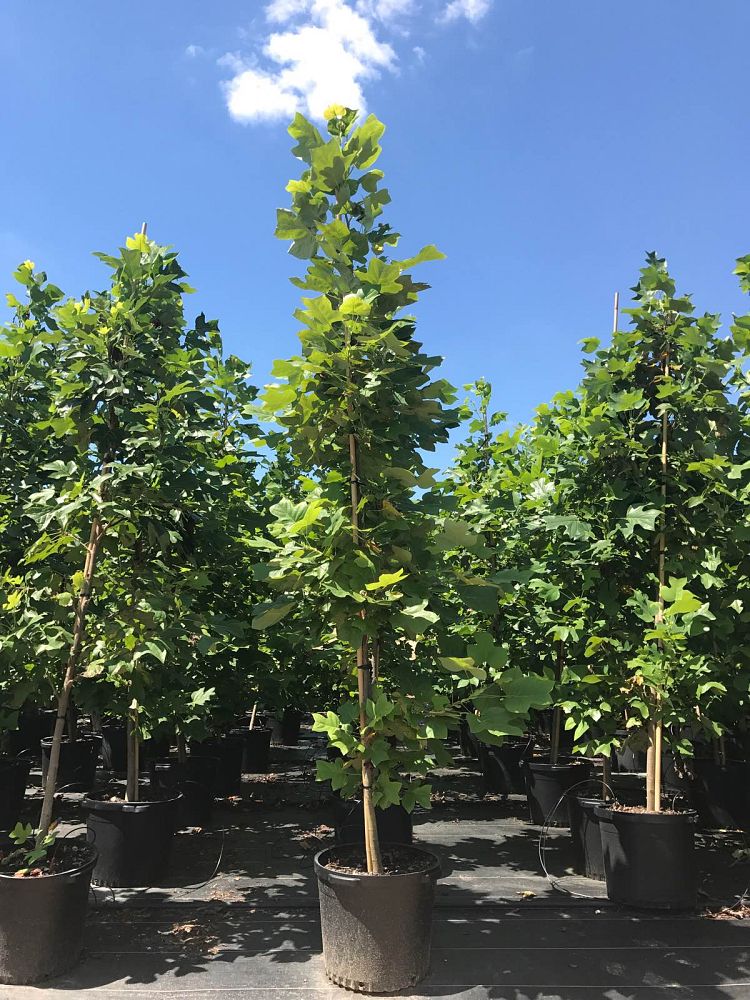 liriodendron-tulipifera-tulip-poplar-tree-yellow-poplar