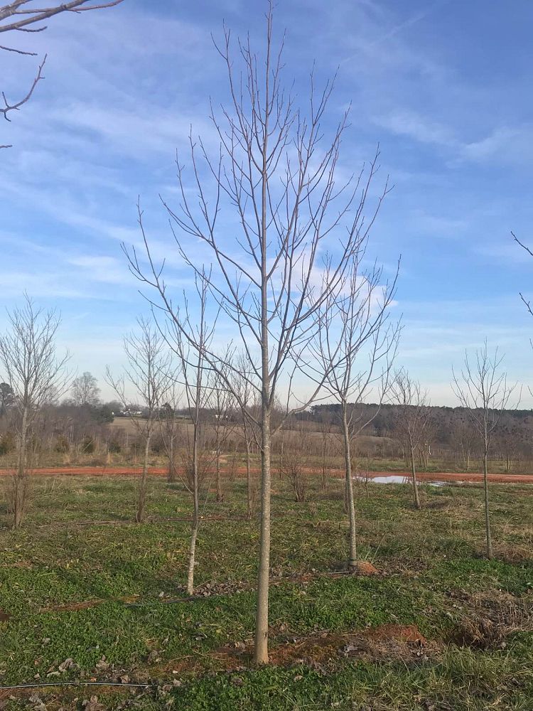 liriodendron-tulipifera-tulip-poplar-tree-yellow-poplar