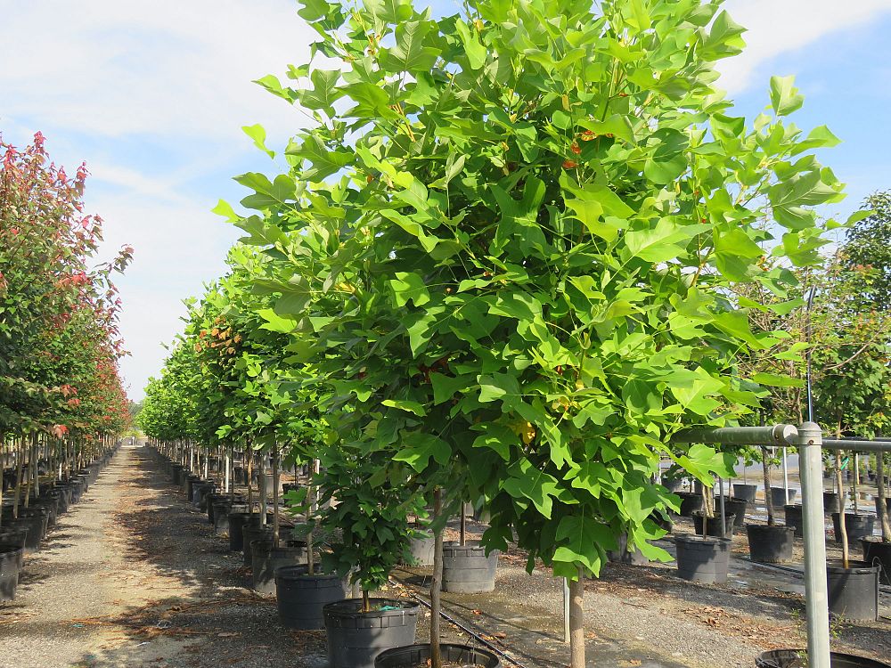 liriodendron-tulipifera-tulip-poplar-tree-yellow-poplar