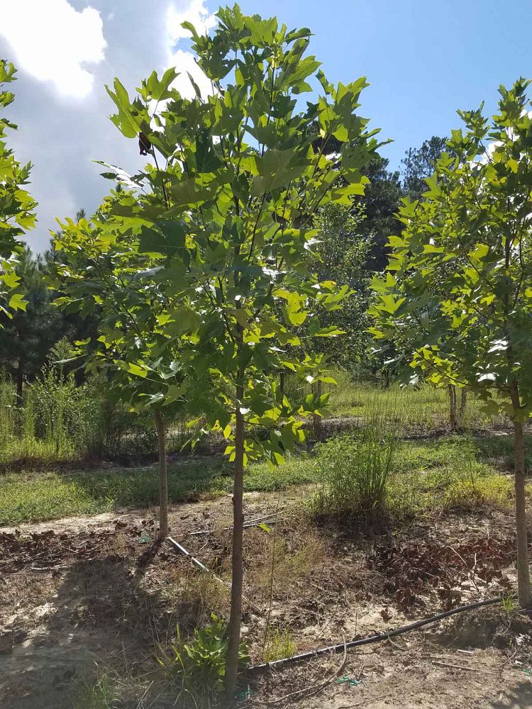 liriodendron-tulipifera-tulip-poplar-tree-yellow-poplar