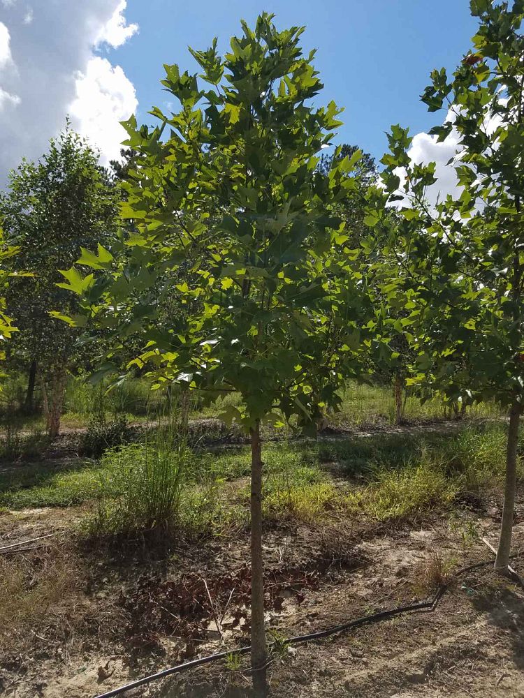 liriodendron-tulipifera-tulip-poplar-tree-yellow-poplar