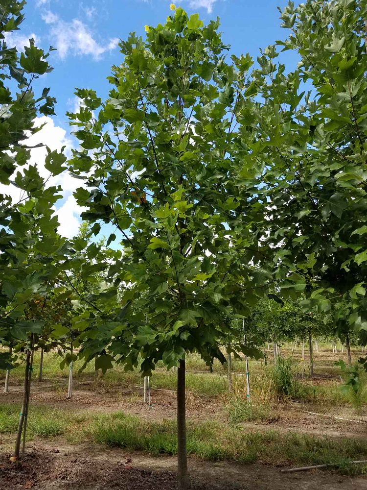liriodendron-tulipifera-tulip-poplar-tree-yellow-poplar