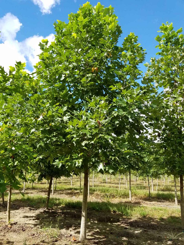liriodendron-tulipifera-tulip-poplar-tree-yellow-poplar