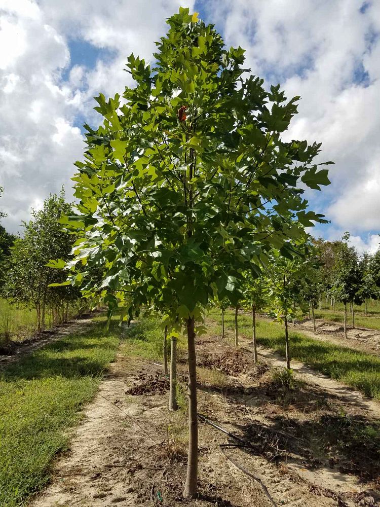 liriodendron-tulipifera-tulip-poplar-tree-yellow-poplar