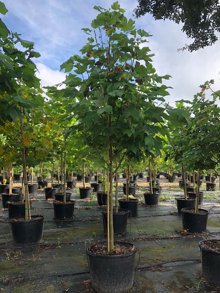 liriodendron-tulipifera-tulip-poplar-tree-yellow-poplar