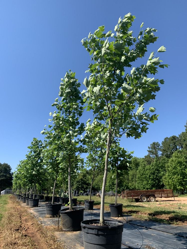 liriodendron-tulipifera-tulip-poplar-tree-yellow-poplar