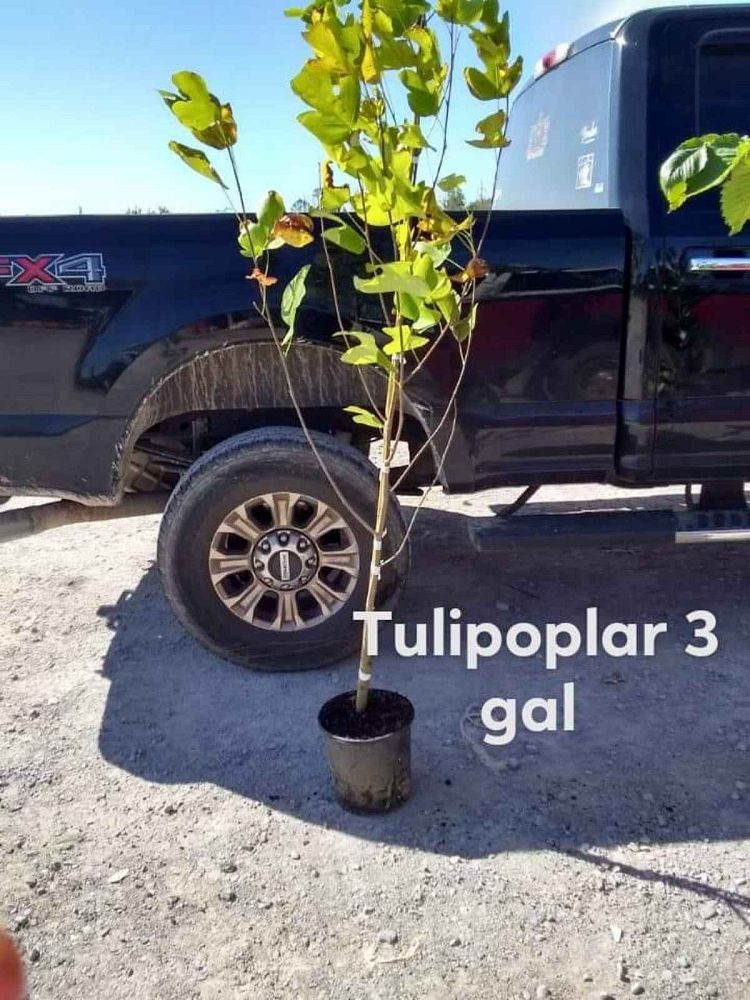 liriodendron-tulipifera-tulip-poplar-tree-yellow-poplar