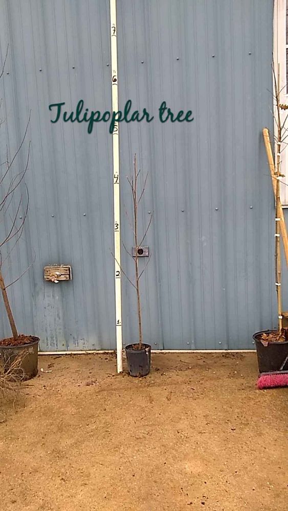 liriodendron-tulipifera-tulip-poplar-tree-yellow-poplar