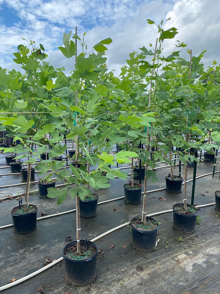 liriodendron-tulipifera-tulip-poplar-tree-yellow-poplar