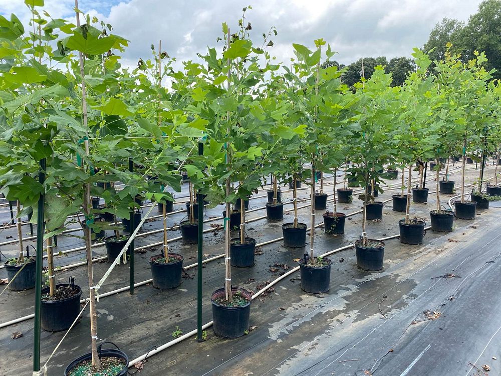liriodendron-tulipifera-tulip-poplar-tree-yellow-poplar