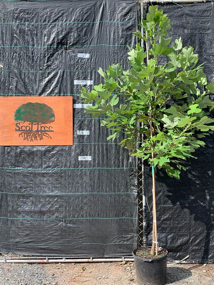 liriodendron-tulipifera-tulip-poplar-tree-yellow-poplar