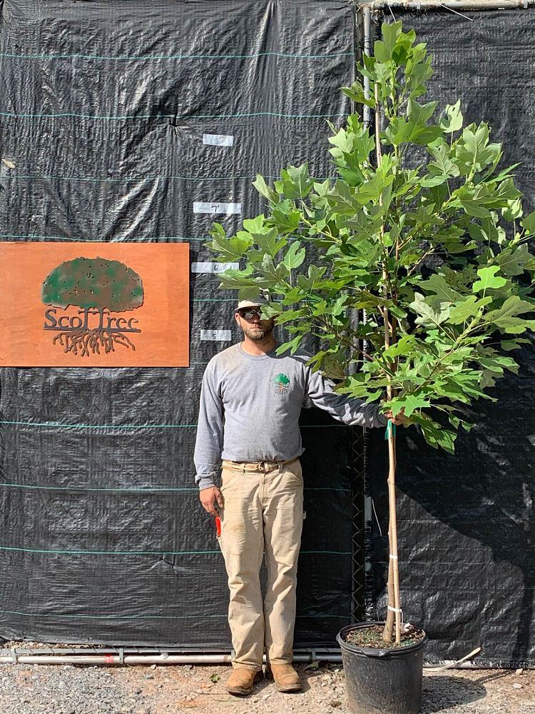 liriodendron-tulipifera-tulip-poplar-tree-yellow-poplar