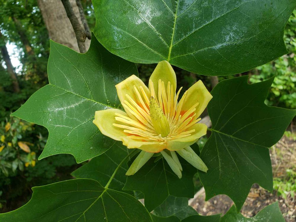 liriodendron-tulipifera-tulip-poplar-tree-yellow-poplar