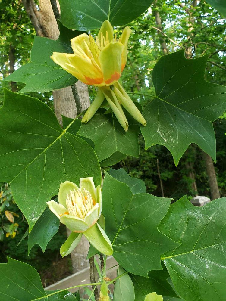 liriodendron-tulipifera-tulip-poplar-tree-yellow-poplar