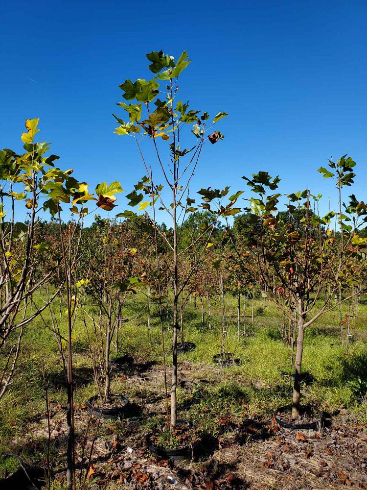 liriodendron-tulipifera-tulip-poplar-tree-yellow-poplar