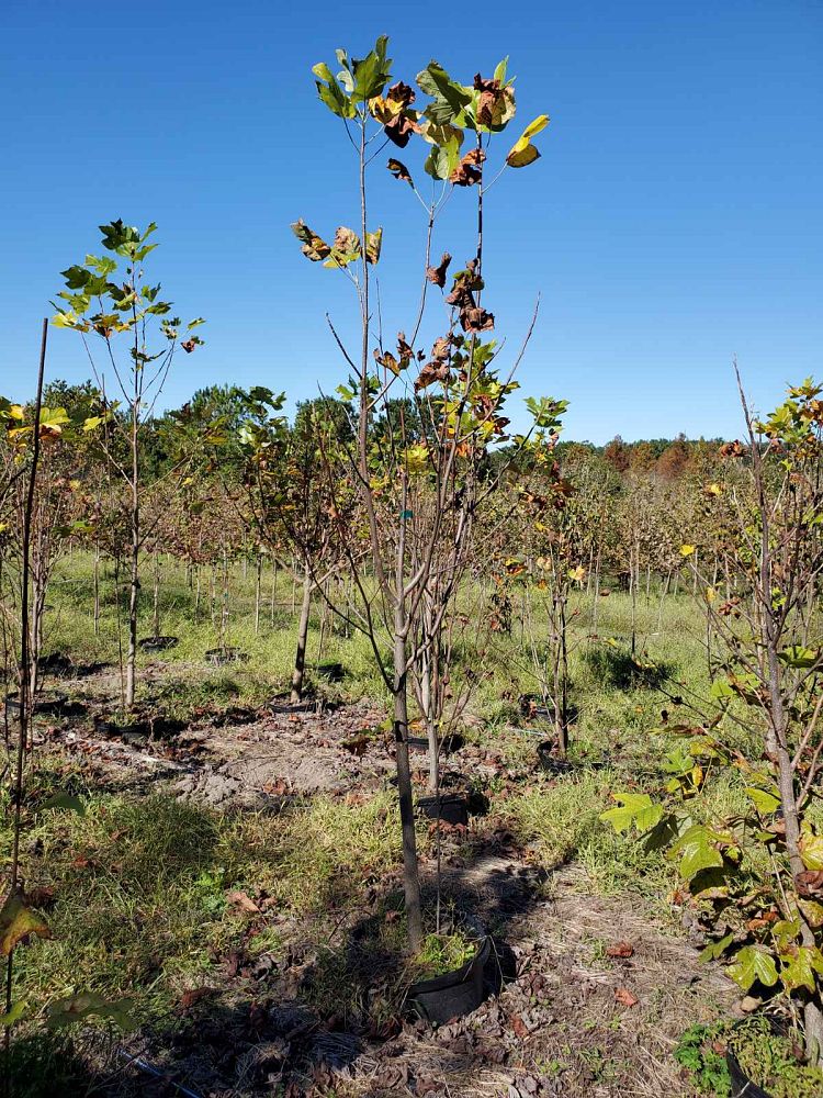 liriodendron-tulipifera-tulip-poplar-tree-yellow-poplar