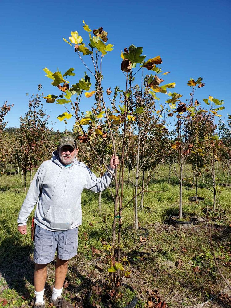 liriodendron-tulipifera-tulip-poplar-tree-yellow-poplar