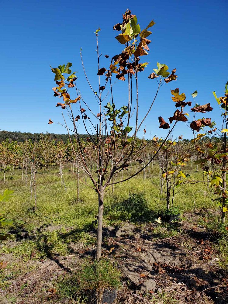 liriodendron-tulipifera-tulip-poplar-tree-yellow-poplar