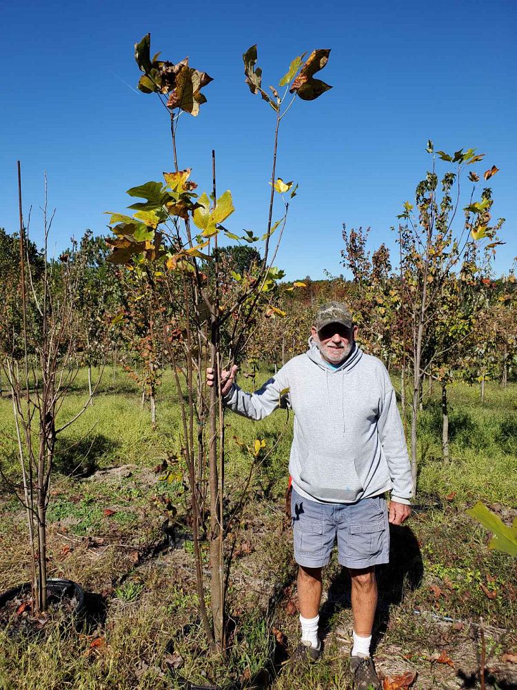 liriodendron-tulipifera-tulip-poplar-tree-yellow-poplar