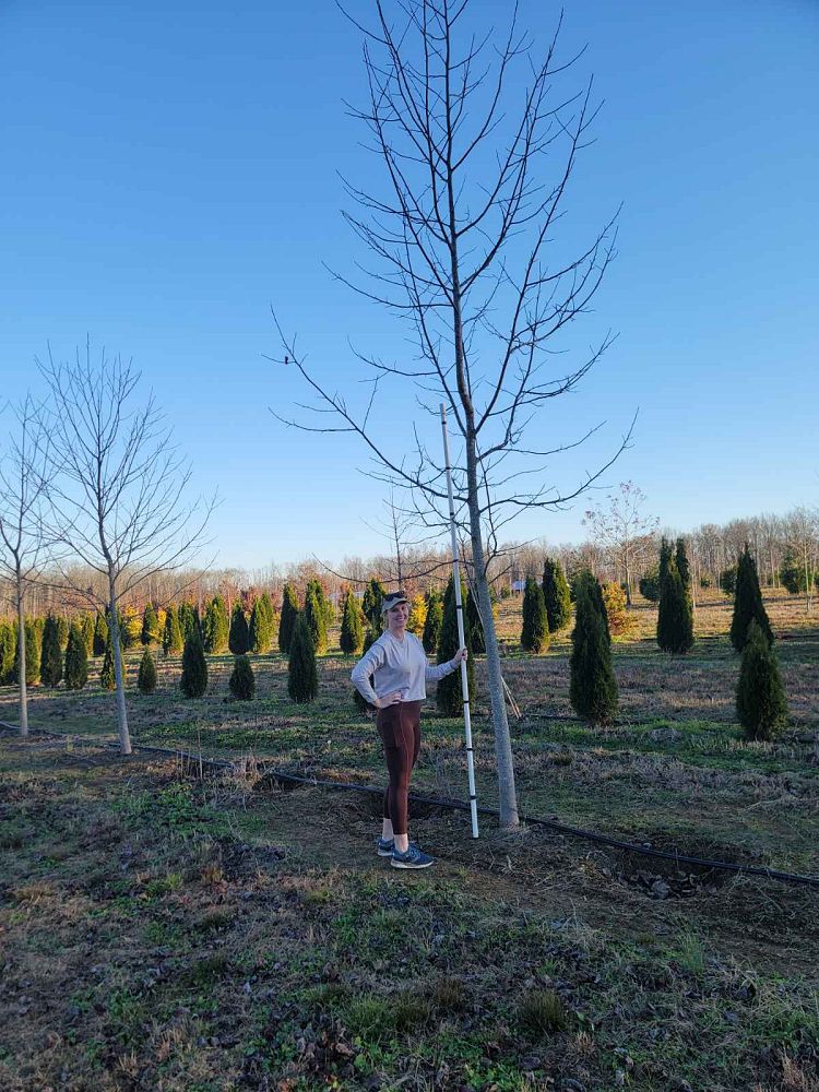liriodendron-tulipifera-tulip-poplar-tree-yellow-poplar