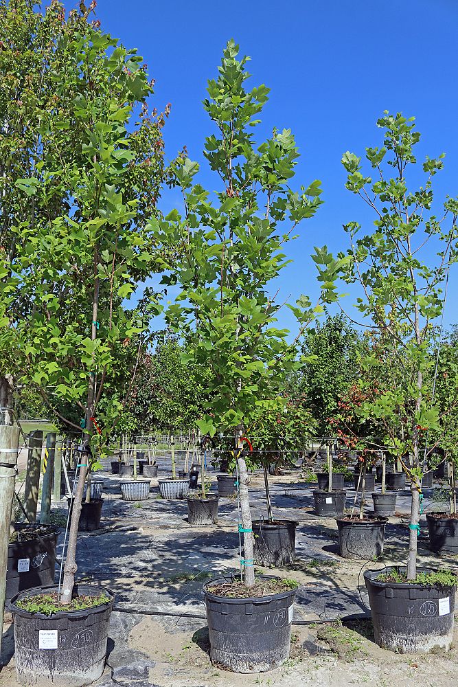 liriodendron-tulipifera-tulip-poplar-tree-yellow-poplar
