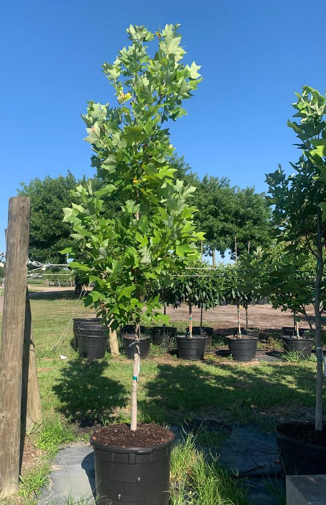 liriodendron-tulipifera-tulip-poplar-tree-yellow-poplar