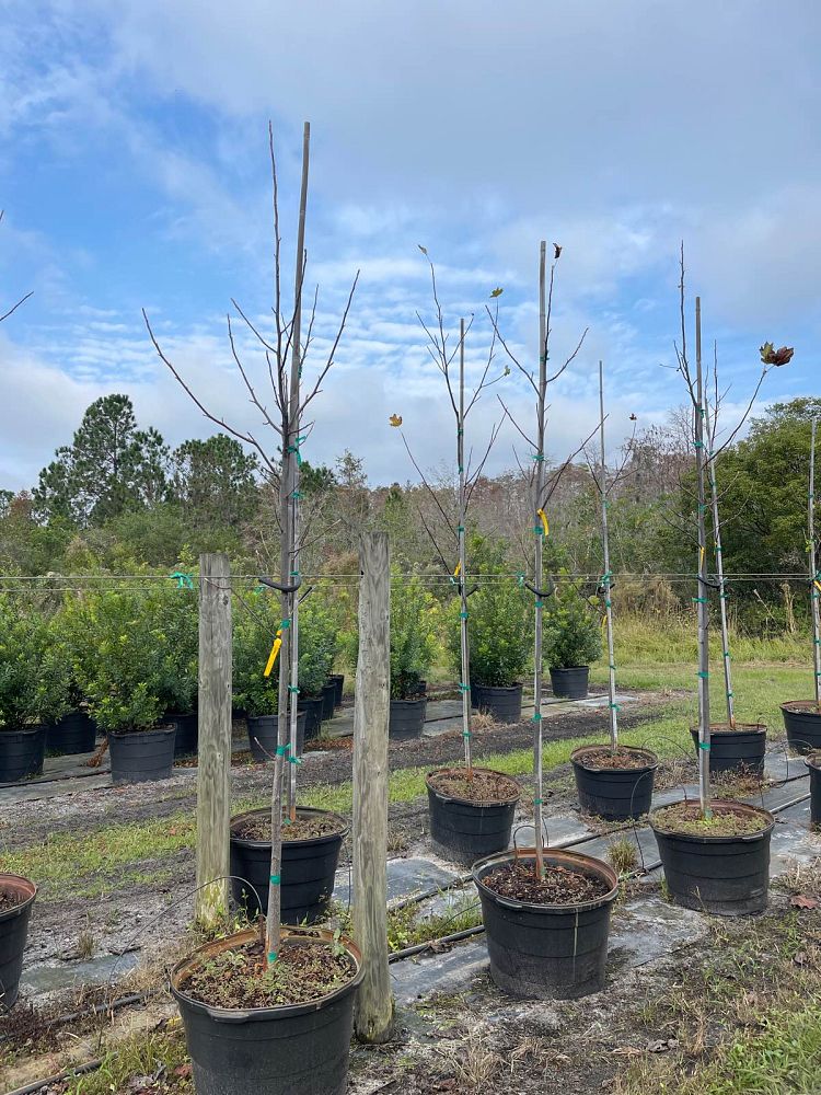 liriodendron-tulipifera-tulip-poplar-tree-yellow-poplar