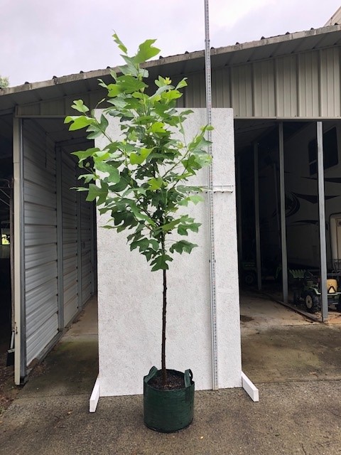 liriodendron-tulipifera-tulip-poplar-tree-yellow-poplar