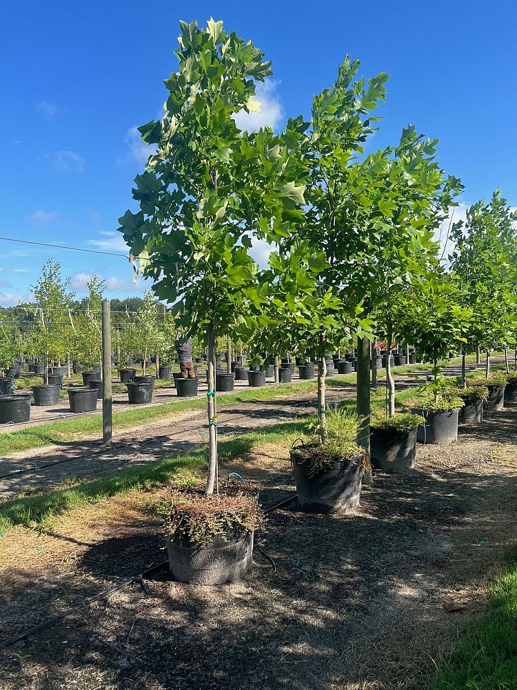 liriodendron-tulipifera-tulip-poplar-tree-yellow-poplar